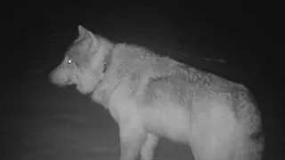 Colorado rancher claims repeat wolf attacks on cattle