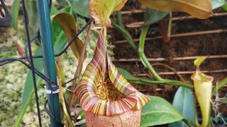 Nepenthes Greenhouse Tour 1