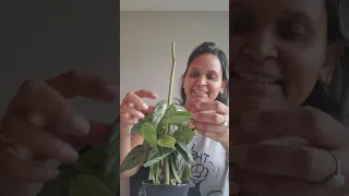 Plant unboxing - Planterina