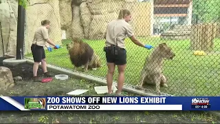 Potawatomi Zoo opens new lion habitat