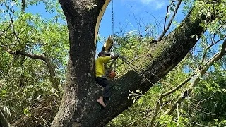 SLIPPERY AND DANGEROUS❓CUTTING LARGE TREMBESI TREES CLICKING BAMBOO STIHL#ms660#ms070
