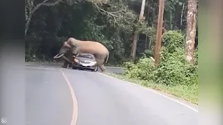 Wild Elephant CRUSHES Passing Car on Mountain Road in Thailand