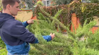 Топиарная стрижка! Мастер-класс по формированию авторского топиара. Фигура придуманная нами.