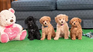 Mini Poodle Puppies (8 weeks old) | Playtime and Exercise!