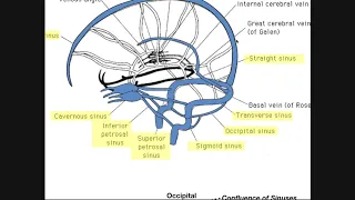 Cranial Sinuses | Anatomy & Ordered Flow of Venous Blood