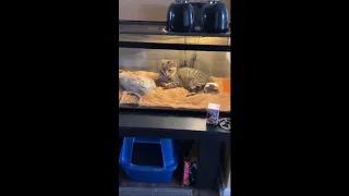 Cat Breaks in to Dragon's Tank to Get Warm As Dragon Stare