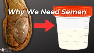 The Essential Ingredients of Semen