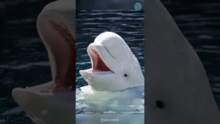 La ballena beluga puede imitar la voz humana #shorts