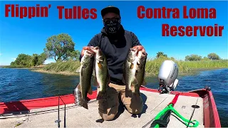 Flipping and Pitching for Largemouth Bass Contra Loma Reservoir