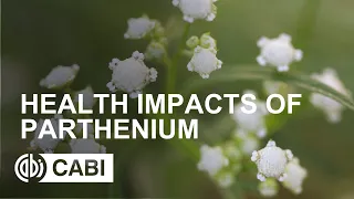 Health impacts of Parthenium
