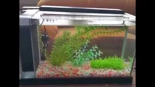 Fluval spec v 5 gallon fish tank review