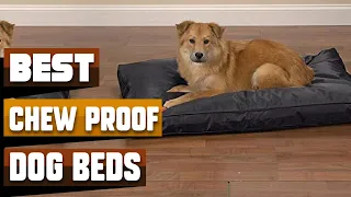 Best Chew Proof Dog Bed In 2024 - Top 10 Chew Proof Dog Beds Review