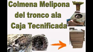 Como pasar mi Colmena Melipona o Abeja sin Aguijón del Tronco  nuestra Caja.