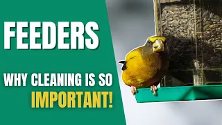Why EVERYONE should keep their Bird Feeders CLEAN