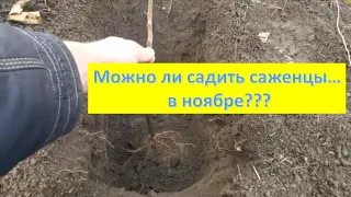 Некоторые тонкости при посадке саженцев винограда.Поздняя посадка. Ноябрь 2022