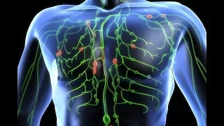 HOW IT WORKS: The Lymphatic System