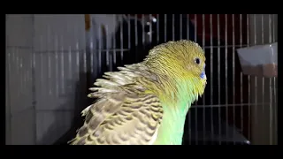 Budgie Sounds for Lonely Budgies - Budgerigar Sounds to Play for Your Parakeets