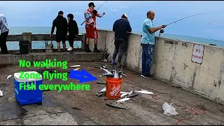 Skyway Fishing Pier Bonito & Mackerel Madness!