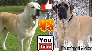 Алабай против Английского мастифа. Alabai against English Mastiff.