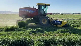 New Holland 260 Speedrower Swather With Merger Working Ground In Idaho