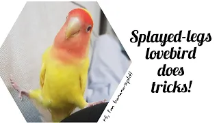 Splayed-legs Lovebird Does Tricks??