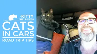 Cats in Cars - Road Trip Tips for Traveling with Your Feline Friends