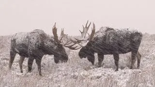 Epic Winter Moose Battle