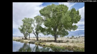 The Cottonwood Trees