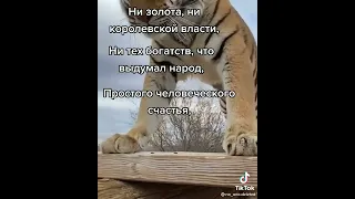 с новым годом 🌟🌟🌟 и с годом тигра, поздравляю ♥️💗❤️😍🤩😘