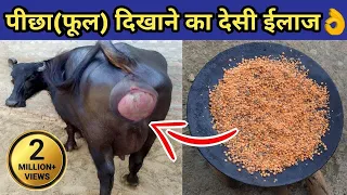 गाय/भैंस का फूल दिखाना,पीछा दिखाने का देसी ईलाज|gaay/bhains ka picha dikhana|Prolapse in cow/bufalo