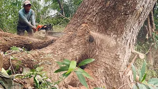 Amazing skills‼️ Cut down dangerous ancient trembesi tree.
