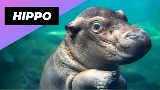 Hippopotamus 🦛 The Most Dangerous Animal In The River!