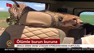 Çitanın saldırısından bakın nasıl kurtuldu