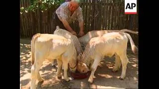 Romania - Cow Gives Birth To Four Calves