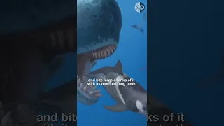 Livyatan, the Sea Monster Eating Megalodon