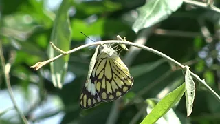 Ovipositing of Pioneer butterfly - Belenois aurota (Fabricius, 1793)