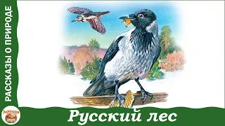 Русский лес. Иван Соколов-Микитов