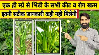 एक ही स्प्रे से भिंडी के सभी कीट और रोग खत्म | Bhindi ki kheti kaise kare | Lady finger farming |