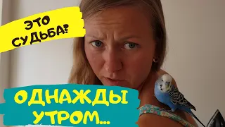 ПОПУГАЙ ЗАЛЕТЕЛ НА БАЛКОН! МЫ СМЕЯЛИСЬ ВСЕ УТРО!