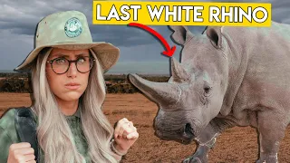 The Last White Rhinos on Earth - What Will It Take to Save Them?