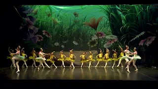 Swan Ballet & Dance School Performance : Dazzling Sunflower