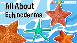 All About Echinoderms