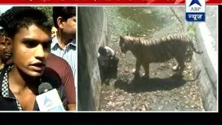 Witness narrates the whole incident of Delhi zoo, says youth slipped and fell into its enclosure