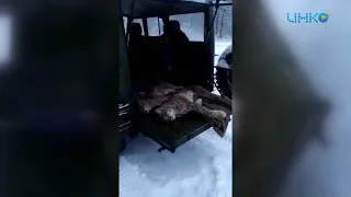 Незаконная охота на краснокнижных рысей в Белоомуте.