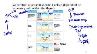 T cell Development