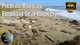 [4K] Piedras Blancas Elephant Seal Rookery in San Simeon, California