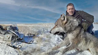 По следу МАТЕРОГО ВОЛКА.охота на волков!(часть 2)wolf hunting