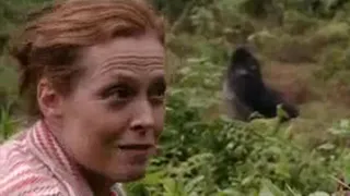 Sigourney Weaver Reunites with the Gorillas from 'Gorillas in the Mist' | BBC Studios