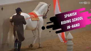 Spanish Riding School In Hand Work