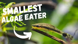 Best SMALL Algae Eating Fish | TOP 7